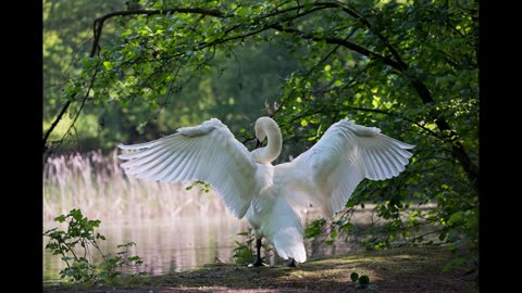 Walking in Divine Guidance | Trusting God’s Direction Daily