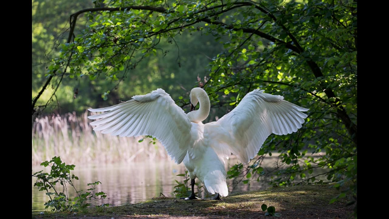 Walking in Divine Guidance | Trusting God’s Direction Daily