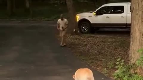 😂🐶 When Tension is in the Air - Hilarious Moments from Pets! | FunFM