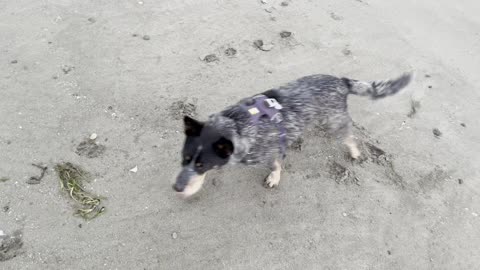 fun at the beach 290843209840928