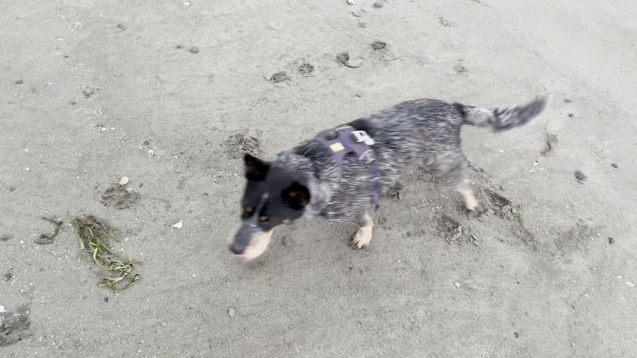 fun at the beach 290843209840928