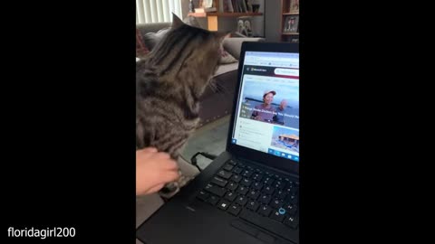 get a cat they said it'll be chill funny