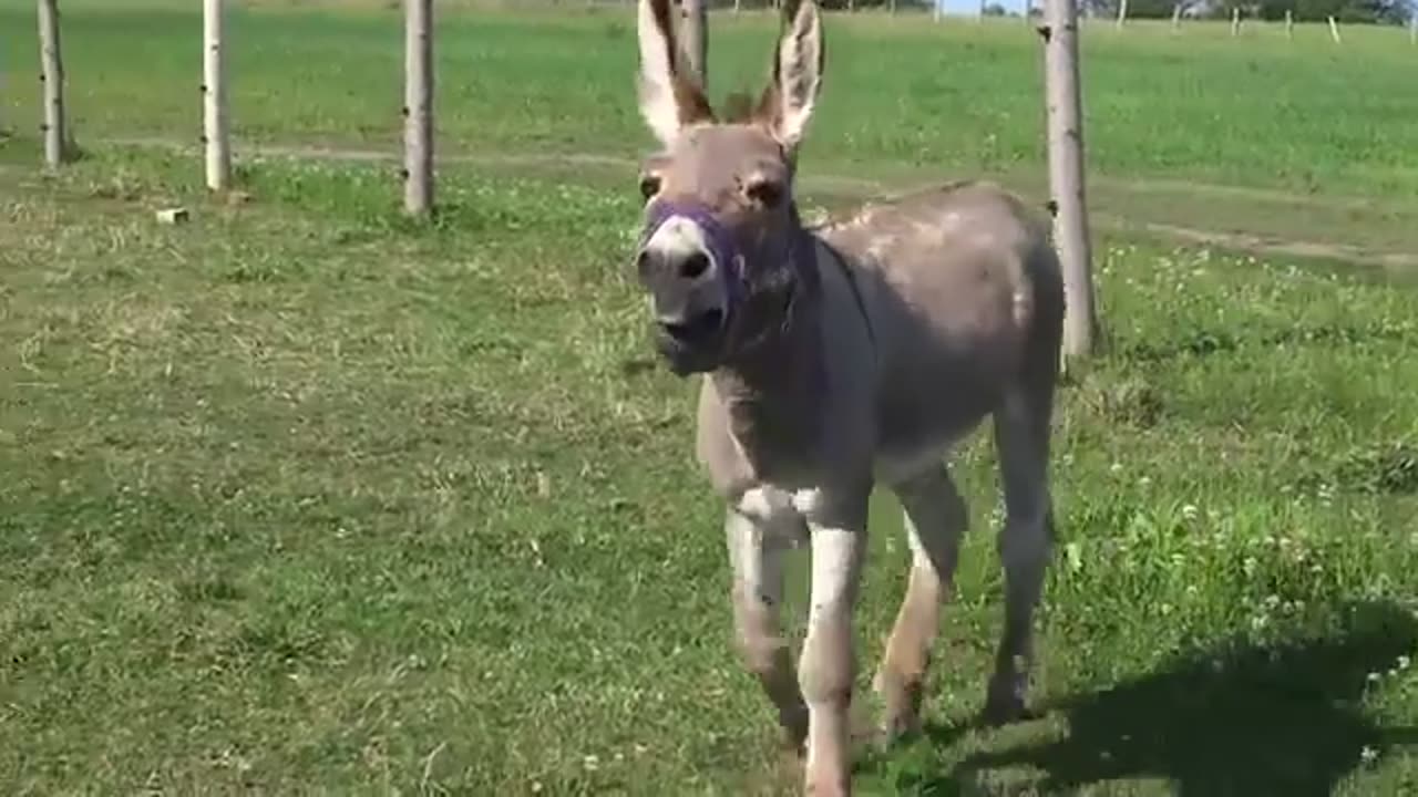 Mad Donkey