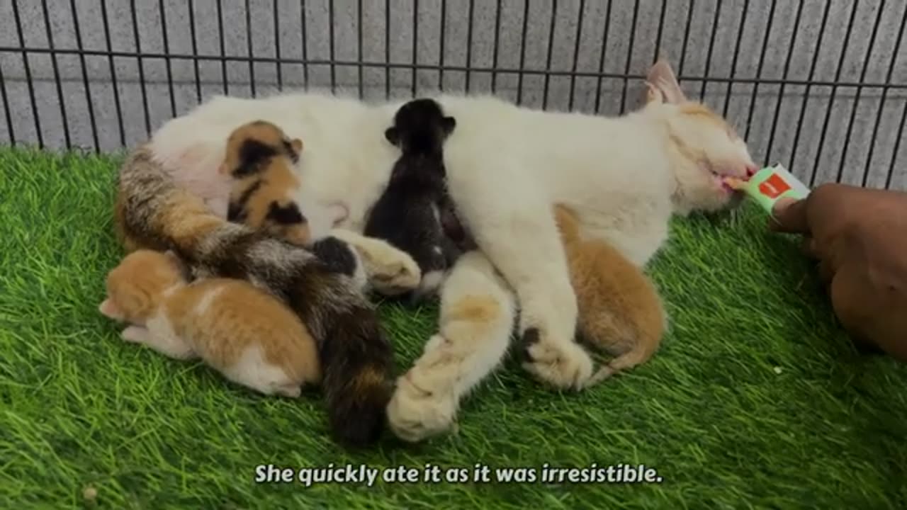 When a cat loves you, they make sure you know it.