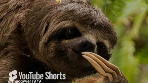 Slomo the sloth