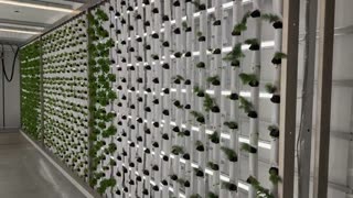 CORE Electric and FarmBox Foods Unveil Tree Seedlings for Reforestation