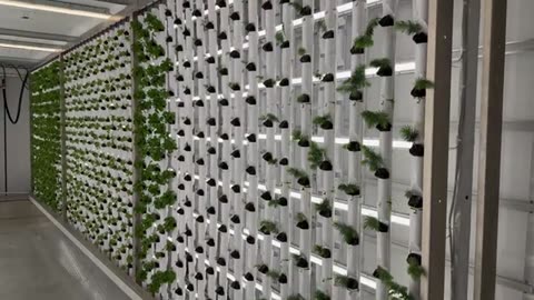 CORE Electric and FarmBox Foods Unveil Tree Seedlings for Reforestation