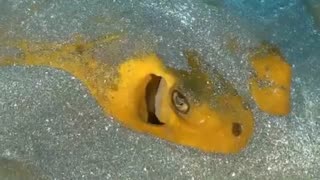 Beautiful Sea Animals