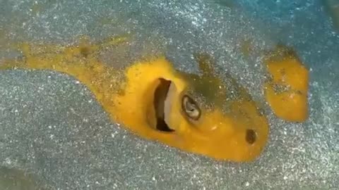 Beautiful Sea Animals