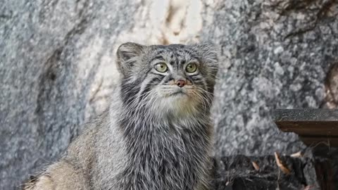 Winter coming means Pallas cat putting on the pounds