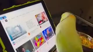 Oh my God! That's one crazy smart birdie 😳 Animals beautiful Funny animal videos