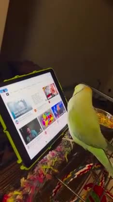 Oh my God! That's one crazy smart birdie 😳 Animals beautiful Funny animal videos