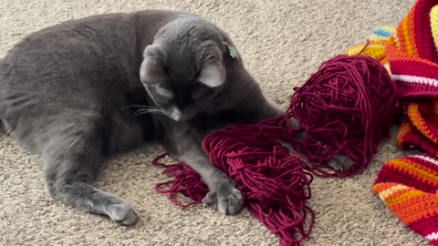 😂🐶 Chaos Ensues When a Cat Finds a Yarn Treasure Trove! | FunFM