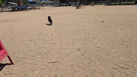 Ash - The Dog Park Experience - 4K