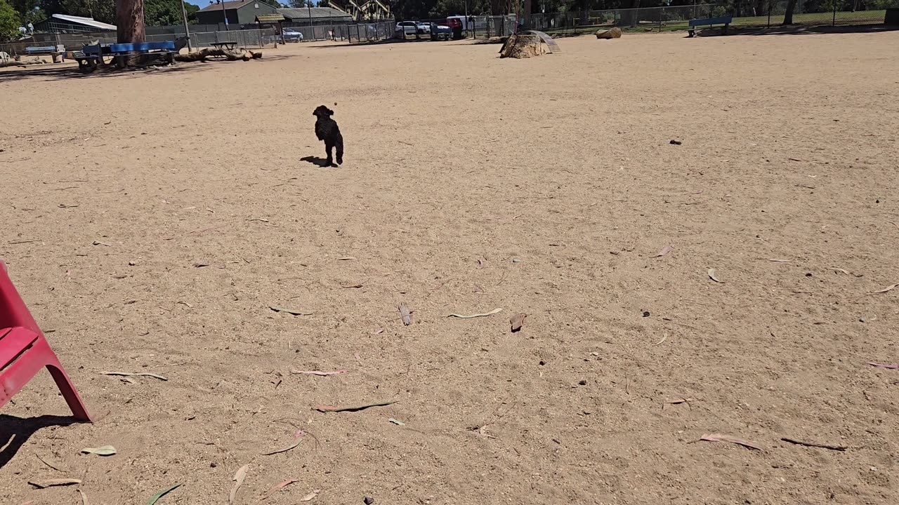 Ash - The Dog Park Experience - 4K