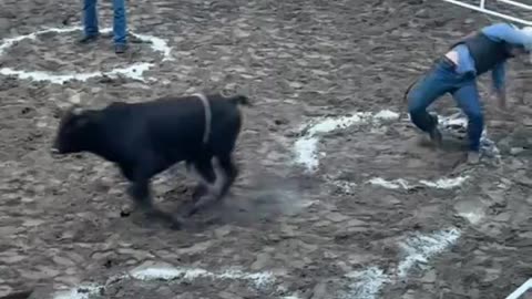 guys vs. bull