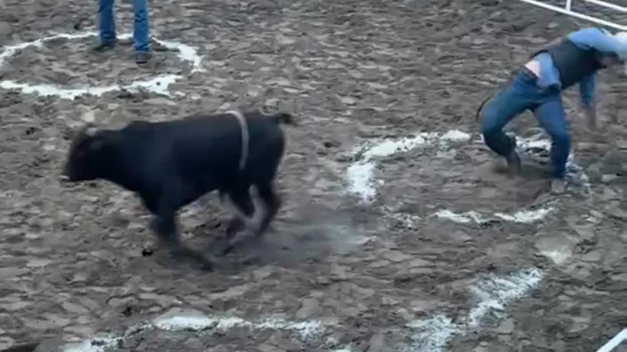 guys vs. bull