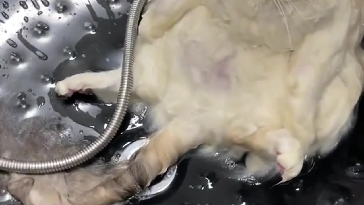 Funny cat part 02