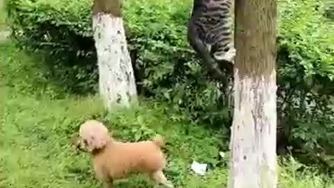 Dog Cat Duck Comedy Chaos