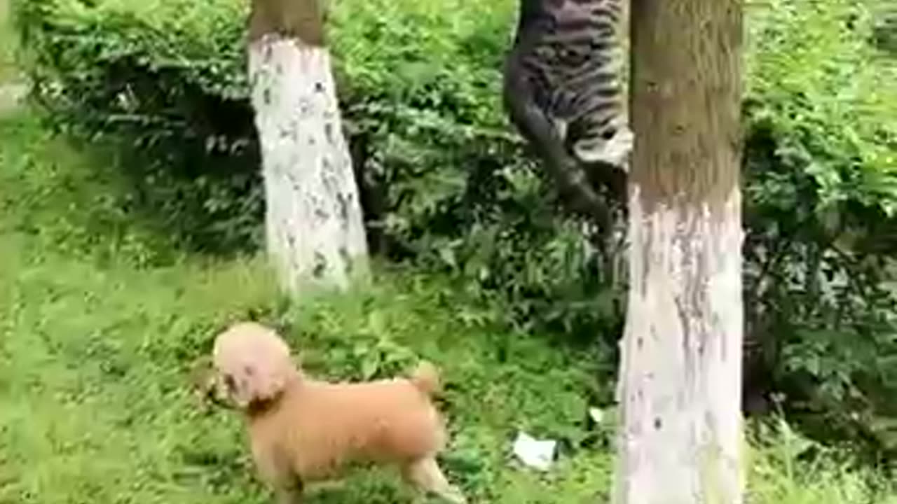 Dog Cat Duck Comedy Chaos