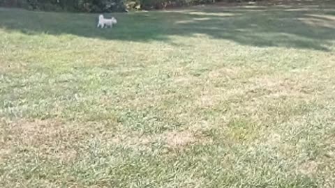 dog