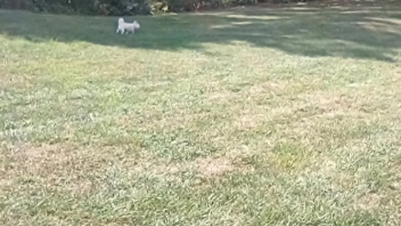 dog