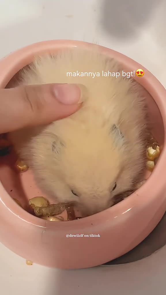 "What to Feed Your Hamster: The Ultimate Food Guide"