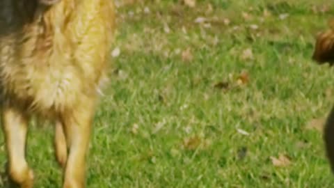 Belgian Shepherd Dog