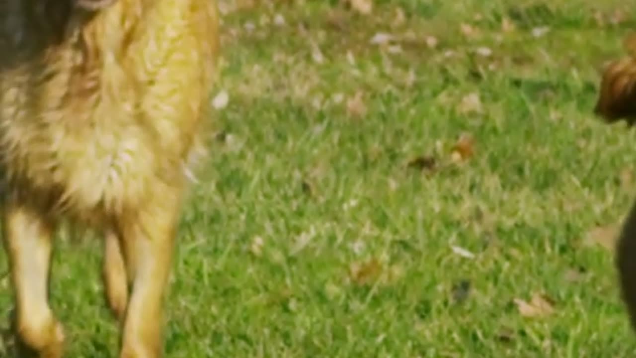 Belgian Shepherd Dog