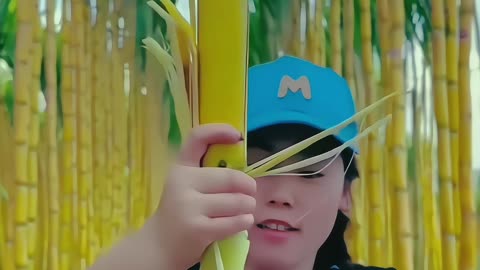 Chinese magical sugarcane