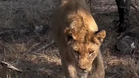 Even a Lion Can't Hunt Him
