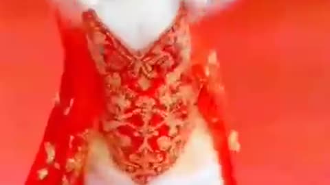 Dance of beutiful kitten