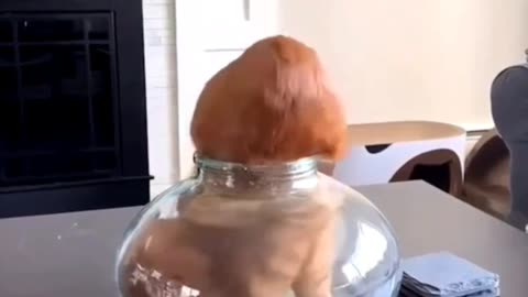 Video shows that Cats are liquid, they can fit in anything