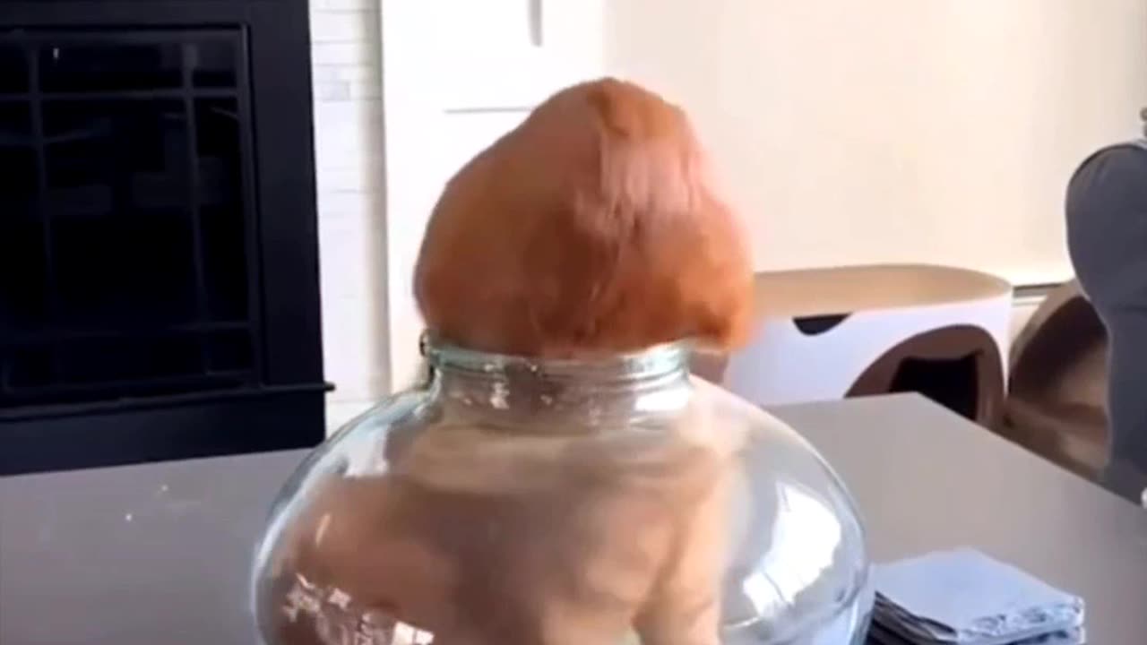 Video shows that Cats are liquid, they can fit in anything
