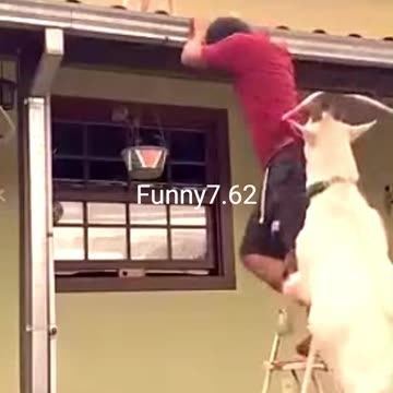 Strange and funny behavior of animals