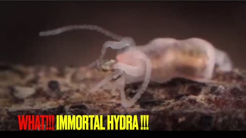 Immortal Hydra Capable Of Cloning Itself Dr Carrie Madej Recent Discovery? Wow......