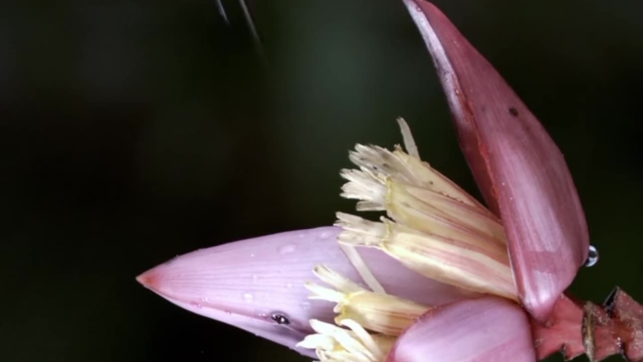 Booted Racket-Tails Sip Nectar