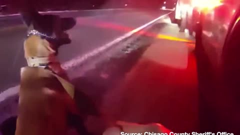 K9 Judge Convinces Suspect to Comply with Police, Turn Himself In