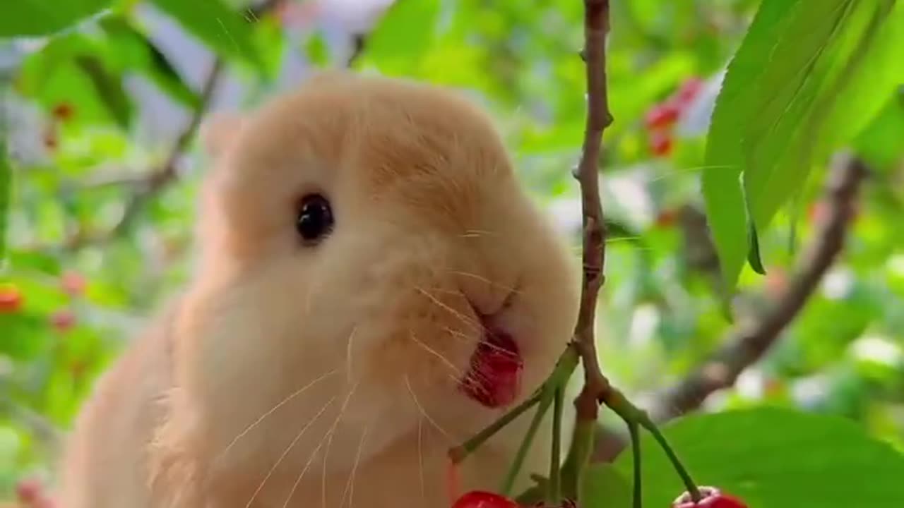 Bunny taste berries 🍒