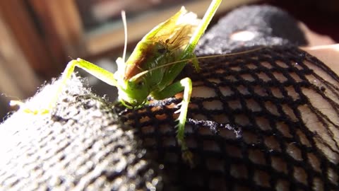 L'Amica Cavalletta (8 Novembre 2023)