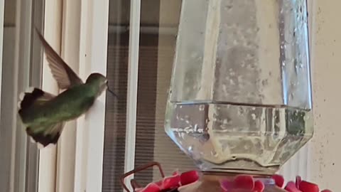 Hummingbird slowing down