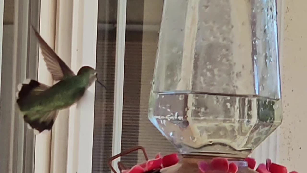Hummingbird slowing down