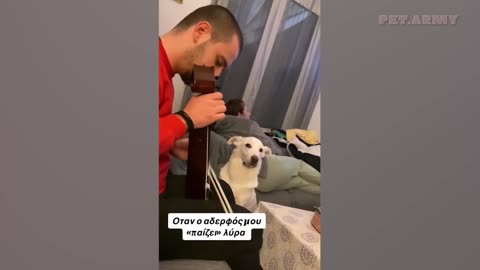Funniest Dogs Moments Ever