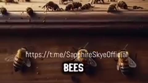 bee keeper