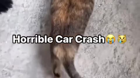 fastest cats...🤣🤣🤣🤣
