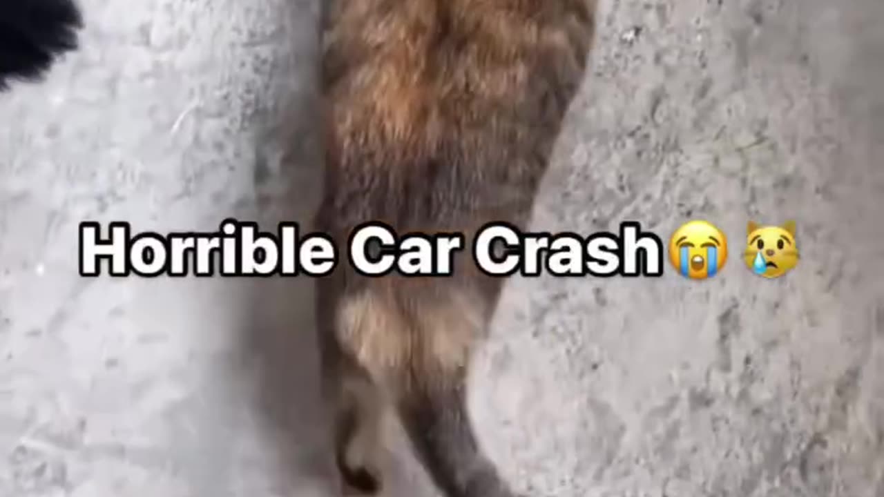 fastest cats...🤣🤣🤣🤣