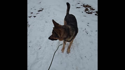 Virgil german shepherd