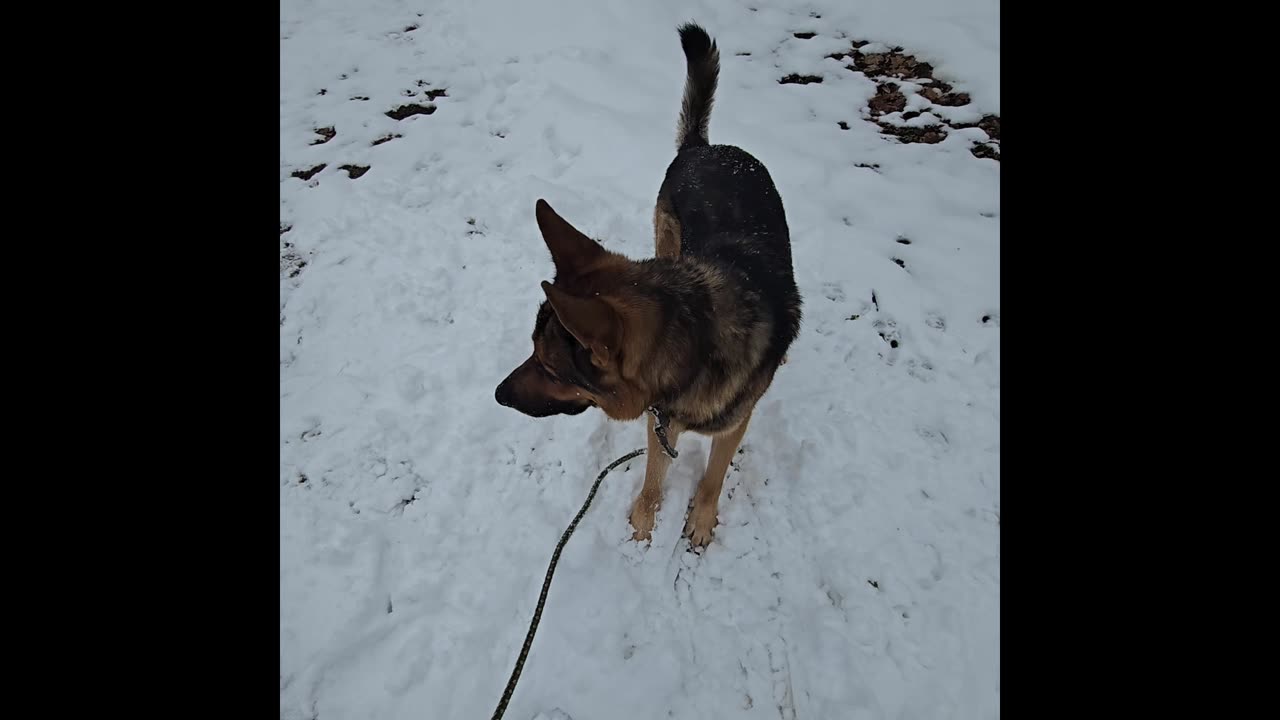 Virgil german shepherd