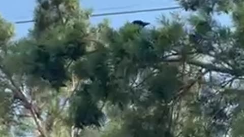 Black bird looking and flying high