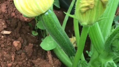 What is Cretan zucchini like?
